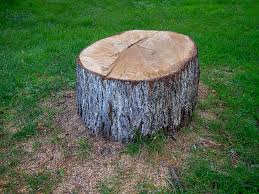 Reliable Lackawanna, NY Tree Care Solutions